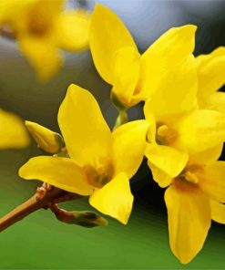 Forsythia Flowering Plant paint by number