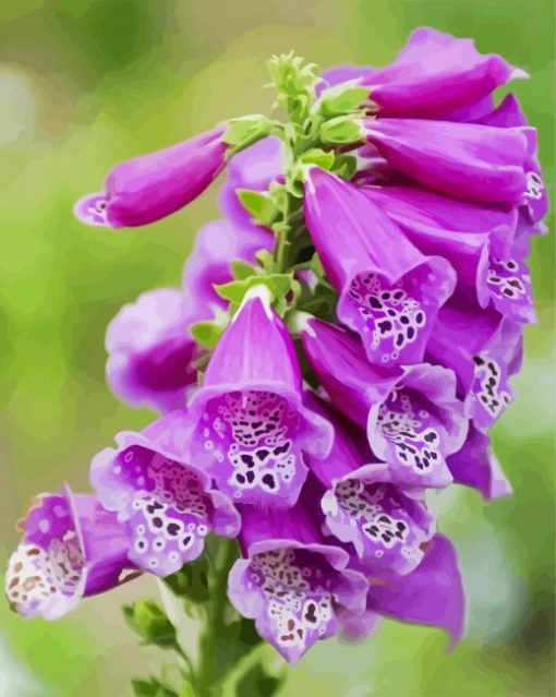 Foxglove Plant paint by number