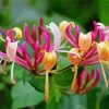 Fuchsia And Yellow Honeysuckle paint by number