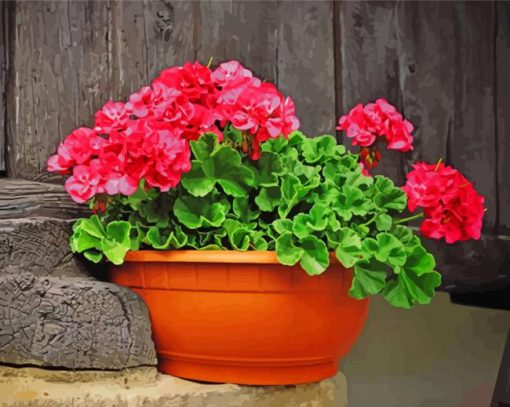 Geraniums paint by number