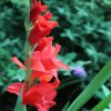 Gladiola Red Flowers paint by numbers