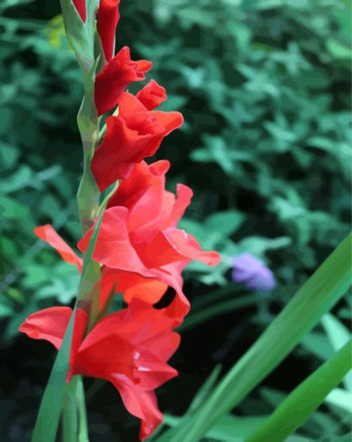 Gladiola Red Flowers paint by numbers