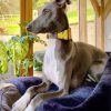 Lurcher Dog On Sofa paint by number