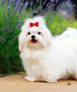 Maltese Dog paint by number