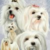 Maltese Dogs paint by number