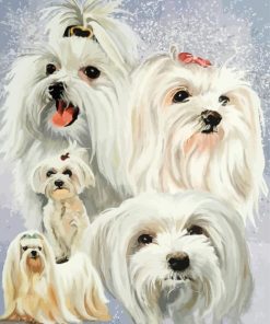 Maltese Dogs paint by number