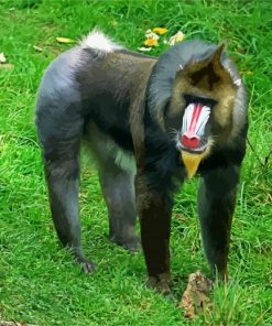 Mandrill paint by number