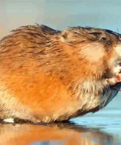 Muskrat Rodent paint by numbers