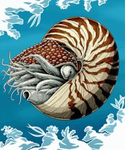 Nautilidae Marine Mollusc paint by number