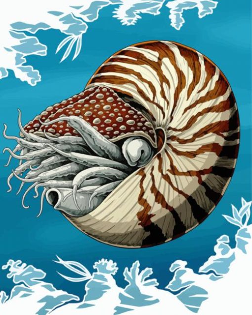 Nautilidae Marine Mollusc paint by number