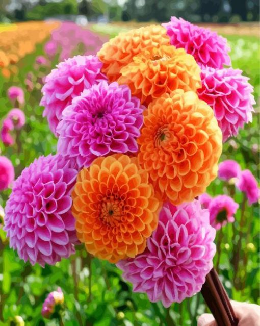 Orange And Pink Dahlias paint by numbers