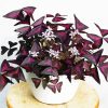 Oxalis Plant paint by number