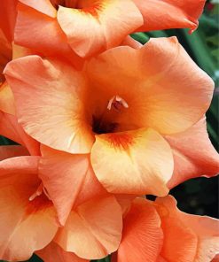 Peachy Gladiola paint by number