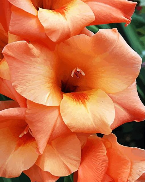 Peachy Gladiola paint by number