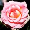 Pink Floribunda Rose paint by number