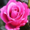 Pink Rose Floribunda paint by number