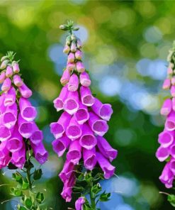 Purple Common Foxglove paint by number