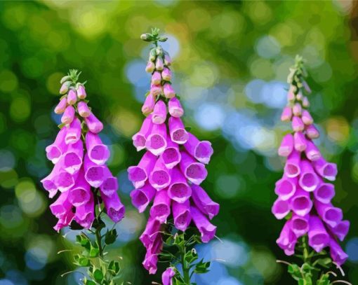 Purple Common Foxglove paint by number