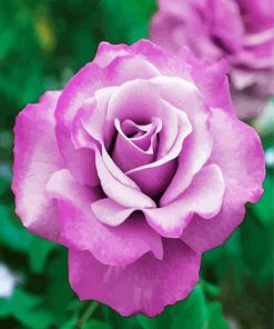 Purple Floribunda Rose paint by number