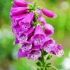 Purple Foxglove paint by number