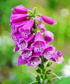 Purple Foxglove paint by number