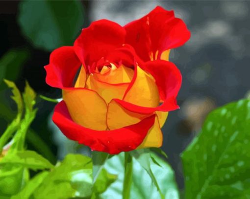 Red And Yellow Floribunda paint by numbers