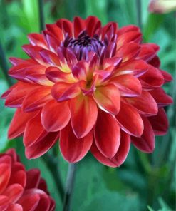 Red Dahlia paint by numbers
