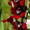 Red Gladiola Flower paint by number
