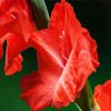 Red Gladiola paint by number