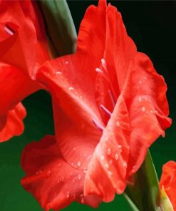 Red Gladiola paint by number