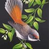 Rufous Fantail Web paint by number