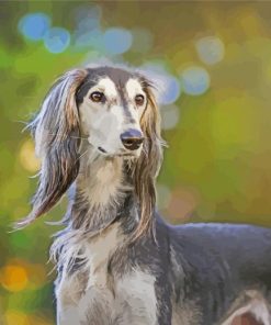 Saluki Dog paint by numbers