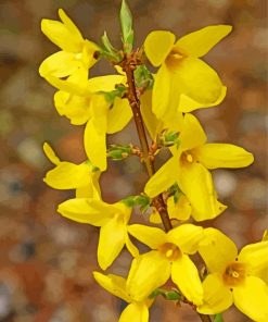 Yellow Forsythia Flowering Plant paint by number