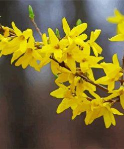 Yellow Forsythia Plant paint by number
