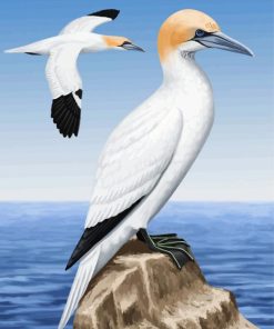 Aesthetic Gannet Birds paint by number
