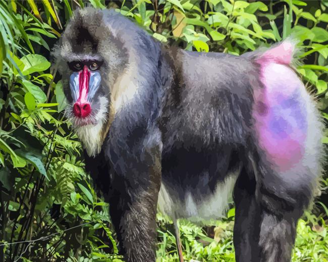 Aesthetic Mandrill Monkey paint by number