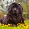 Aesthetic Newfoundland Dog paint by number
