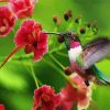 Beautiful Hummingbird paint by number