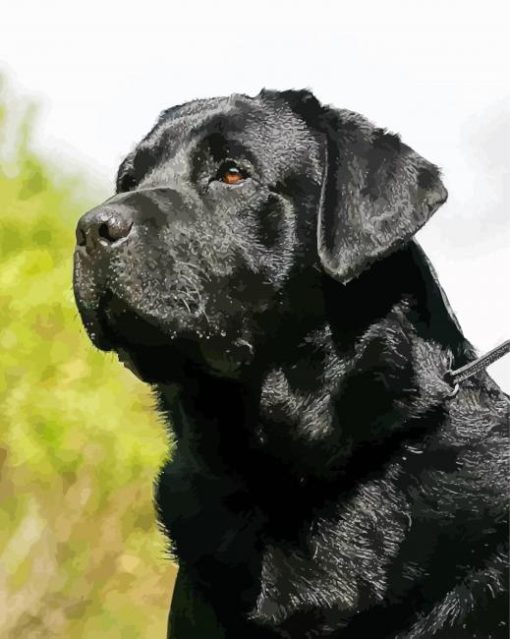 Black Lab Dogs paint by number