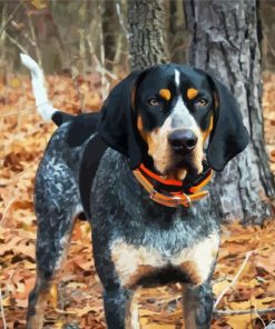 Coonhound Dog paint by number
