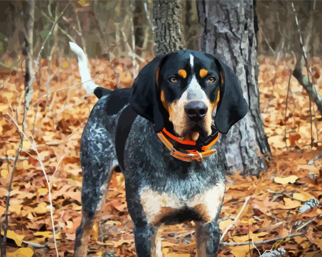 Coonhound Dog paint by number