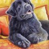 Cute Newfoundland Dog paint by number