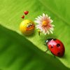 Cute Ladybeetle paint by numbers