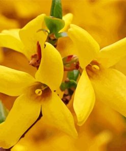Forsythia Flowers paint by number