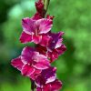 Fuchsia Gladiola paint by numbers
