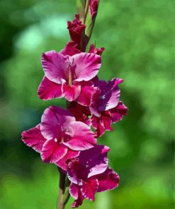 Fuchsia Gladiola paint by numbers