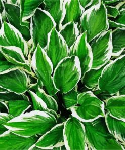 Green Hostas paint by number