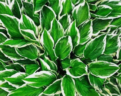 Green Hostas paint by number