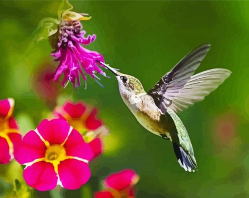 Hummingbird And Pink Flower paint by number