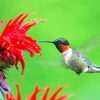 Hummingbird And Flower paint by number